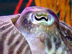 Cephalopod - Wikipedia