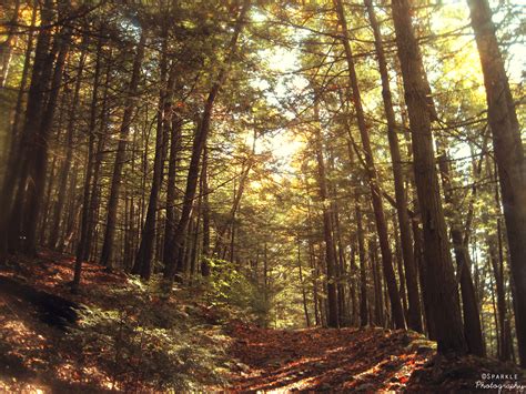 Green Mountain Forest. by Sparkle-Photography on DeviantArt