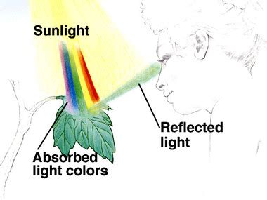 Visible Light - Electromagnetic Spectrum