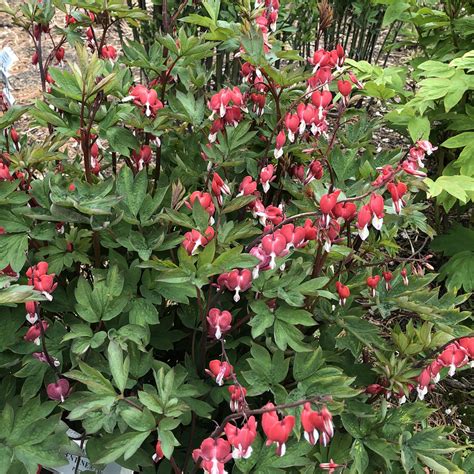 Dicentra Valentine - Buy Bleeding Heart Perennials Online