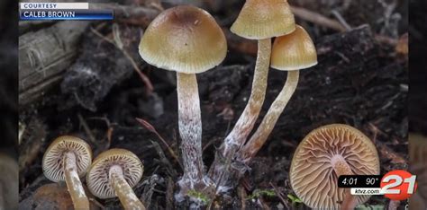 Oregon releases draft rules for therapeutic psilocybin program - KTVZ