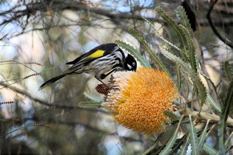 5 Nectar-Sucking Birds You May Not Know - My Animals