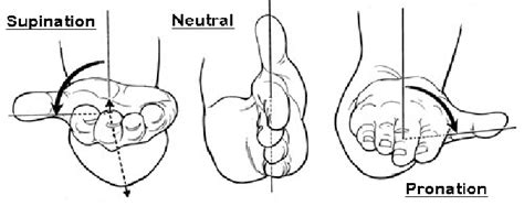 Difference Between Pronation And Supination