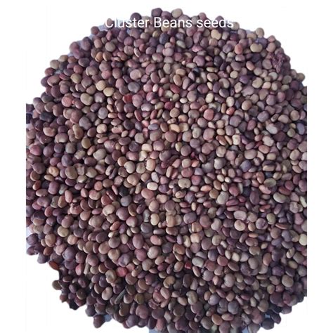 Cluster Bean Seeds, Packaging Type: Pouch, Packaging Size: 500g at Rs 350/pouch in New Delhi