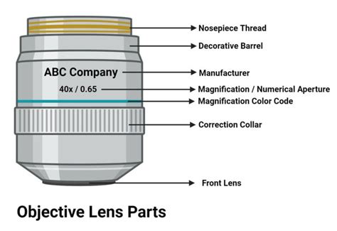 Objective Lenses: Types, Parts, Magnification, Uses, Care