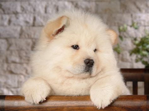 Chow Chow Wallpapers - Wallpaper Cave