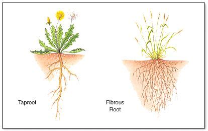 Monocot vs Dicot - Difference and Comparison | Diffen