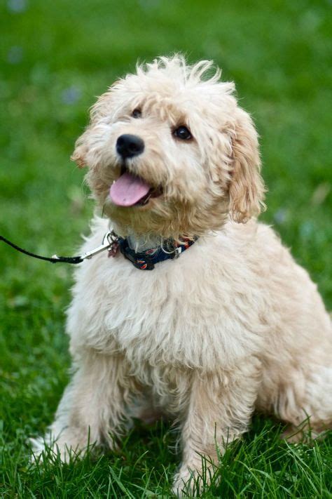 Our High Quality Goldendoodles | Labradoodle puppies for sale, Goldendoodle, Labradoodle puppy