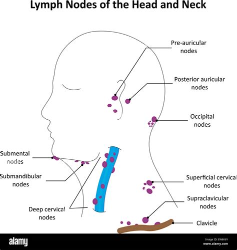 Diagram Lymph Nodes Head Neck