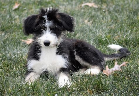 Dalia, a Black & White Female Siberpoo Puppy 620565 | PuppySpot