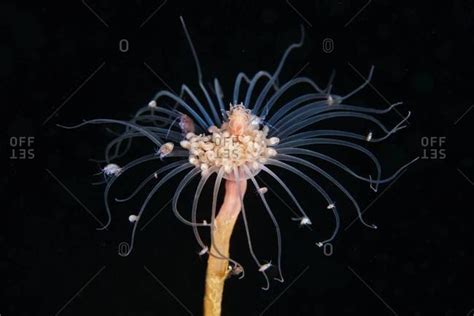 hydrozoans stock photos - OFFSET