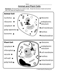 14 Best Images of Labeled Plant Cell Parts Worksheet - Prokaryotic Cell ...