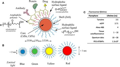 The anatomy of quantum dots. (A) QDs contain a semiconducting... | Download Scientific Diagram