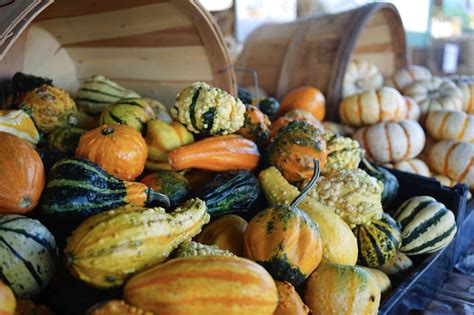 How to Harvest and Dry Ornamental Gourds | How to dry gourds, Gourds, Pumpkin