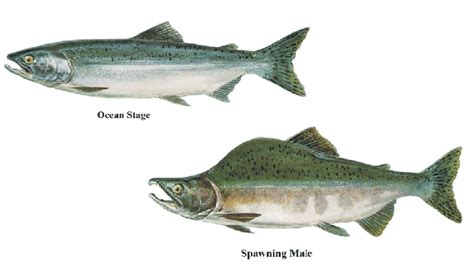 Meet the 7 species of Pacific Salmon – South Puget Sound Salmon Enhancement Group