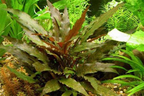 Cryptocoryne Wendtii Care Guide – Planting, Growing, and Propagation - Shrimp and Snail Breeder