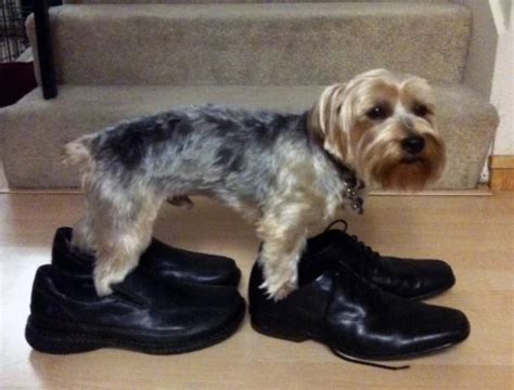 Ten Dogs in Shoes That Will Make You Smile All Day Long