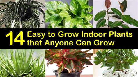 14 Easy to Grow Indoor Plants that Anyone Can Grow