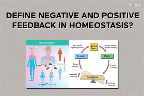 Negative And Positive Feedback In Homeostasis | Noon Academy