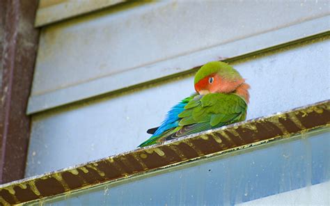 Leaky air-conditioning helps lovebirds stay cool