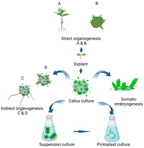 Plant Cell Culture