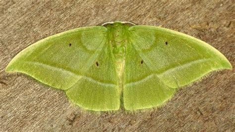 Geometer Moth, Geometridae | Moth, Luna moths, Beautiful butterflies