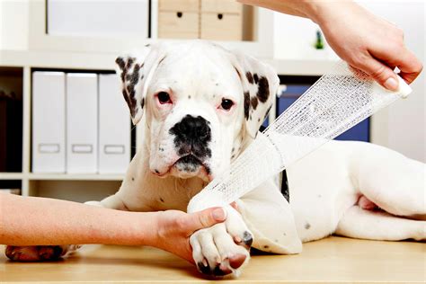 Joint Dislocation in Dogs - Symptoms, Causes, Diagnosis, Treatment ...