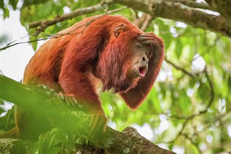 Red Howler Monkey La Palmita Casanare Colombia #1 Photograph by Adam Rainoff - Pixels