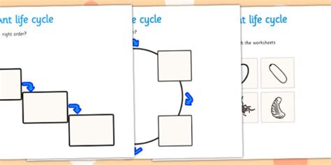 FREE! - Ant Life Cycle Worksheets - Science Resource - Twinkl