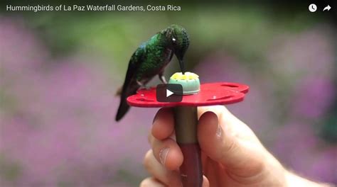 Hummingbirds of La Paz Waterfall Gardens, Costa Rica - Sydney Goodwill