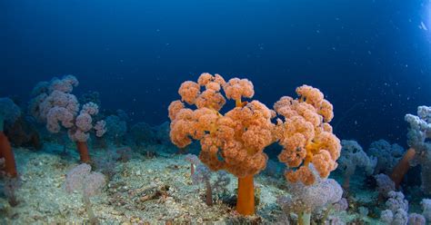 Enter the Twilight Zone, Home to Earth’s Strangest Reefs | WIRED