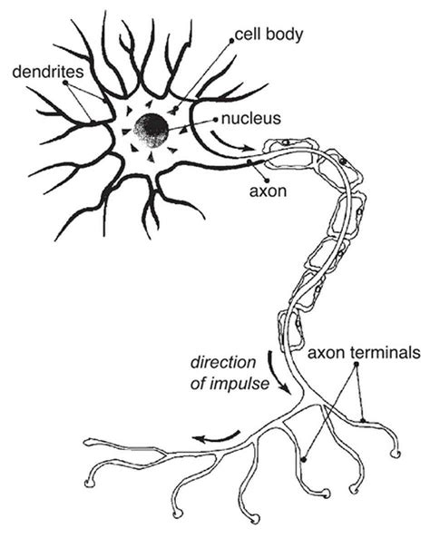 Image result for brain cell tattoo | Tattoo | Neurons, Brain, Neuroscience