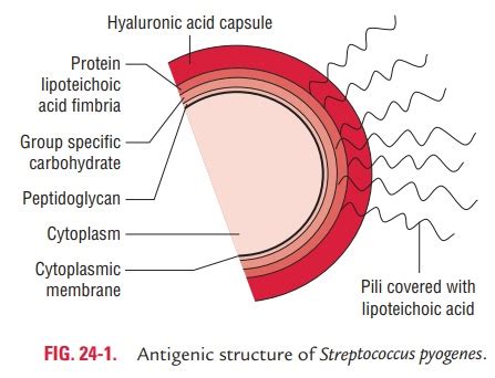 Streptococcus pyogenes