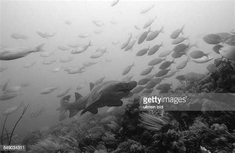 Sand Tiger Shark Teeth Photos and Premium High Res Pictures - Getty Images