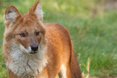 Endangered Mammals of Kyrgyzstan - WorldAtlas.com