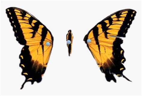 Brand New Eyes Butterfly - Paramore Brand New Eyes Album, HD Png ...