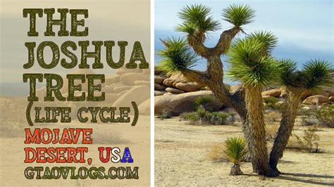 The Joshua Tree Life Cycle Mojave Desert USA Yucca Brevifolia GTAO Vlogs - YouTube