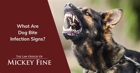 How to Know if a Dog Bite Is Infected | Bakersfield, CA