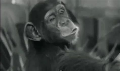 “Cheetah” the Chimp of Tarzan Fame Dies at 80 [VIDEO]