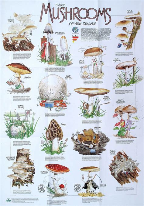 Edible Mushroom | Traveling, Camping & Road Trip Guides | Champignon