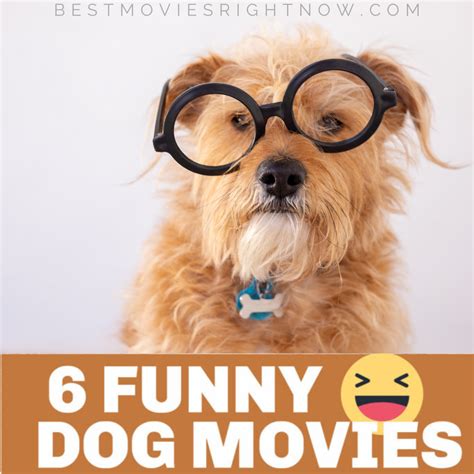 6 Funny Dog Movies - Best Movies Right Now