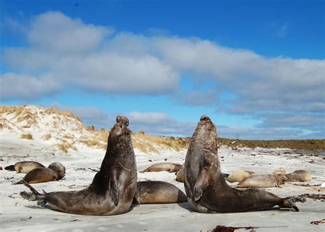 Great Big Nature dives with sleepy submarines, the southern elephant seals of Antarctica ...