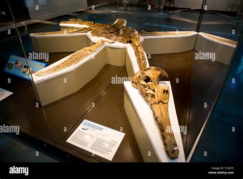 Kronosaurus hi-res stock photography and images - Alamy