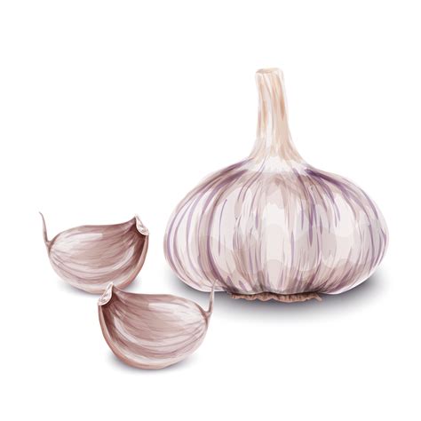 Fresh garlic isolated 453749 Vector Art at Vecteezy