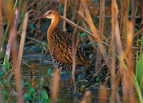 Rail | Wetlands, Marshlands & Estuaries | Britannica