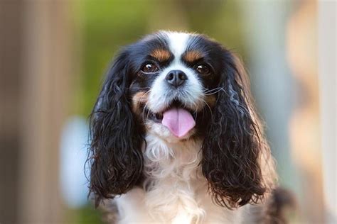 7 Things To Know About Cavalier King Charles Spaniels – American Kennel ...