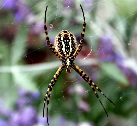 Argiope trifasciata | A Banded Garden Spider hanging out in … | Flickr