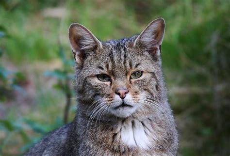 African Wildcat (Felis Silvestris Lybica) Stock Photo - Image of brown ...