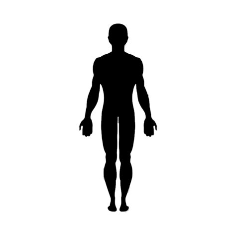 Vector graphics Clip art Human body Image - silhouette png download - 787*787 - Free Transparent ...