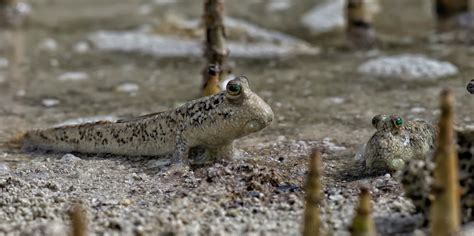 How do mangrove forests impact marine wildlife? | GVI UK